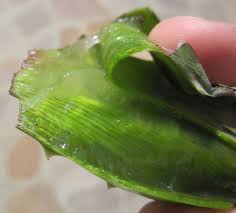 Aloe vera gel extract