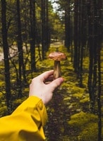 mushrooms are the primary source of kojic acid